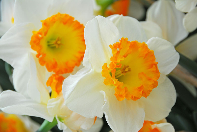 Narcissus 'Accent' (Large-Cupped Daffodil)